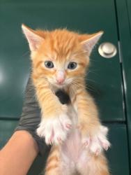 Shelter Stray Female Cat last seen Near FLOR LIATRIS, Socorro, TX, Fort Bliss, TX 79906