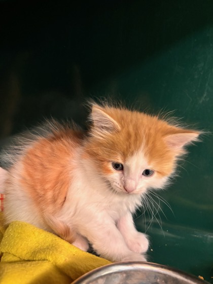 Shelter Stray Female Cat last seen Near FLOR LIATRIS, Socorro, TX, Fort Bliss, TX 79906
