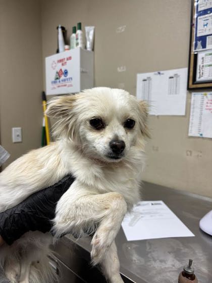 Shelter Stray Female Dog last seen Yakima, WA 98902, Yakima, WA 98901