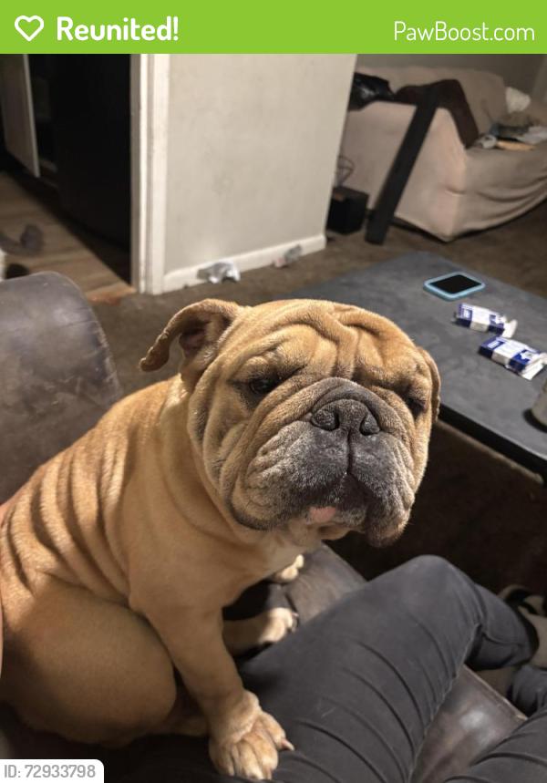 Reunited Female Dog last seen Near ct n Birmingham al, Birmingham, AL 35217