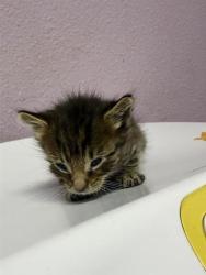Shelter Stray Male Cat last seen Near HEMLOCK ST, EL PASO, TX, 79925, CITY of El Paso, TX, Fort Bliss, TX 79906