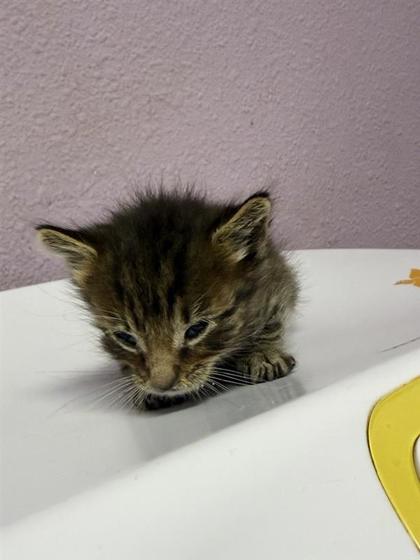 Shelter Stray Male Cat last seen Near HEMLOCK ST, EL PASO, TX, 79925, CITY of El Paso, TX, Fort Bliss, TX 79906