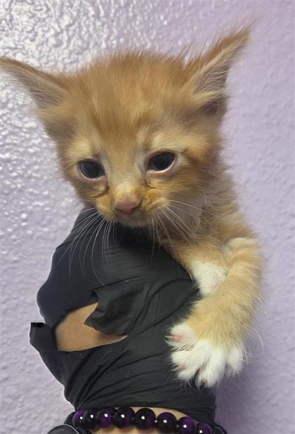 Shelter Stray Female Cat last seen Near Jerry Lewis way, CITY of El Paso, TX, Fort Bliss, TX 79906