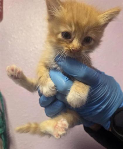 Shelter Stray Female Cat last seen Near Jerry Lewis way, CITY of El Paso, TX, Fort Bliss, TX 79906