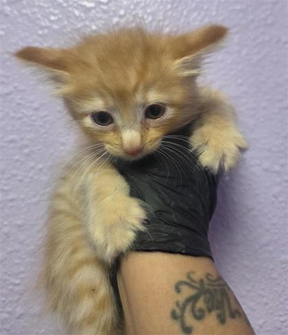 Shelter Stray Female Cat last seen Near Jerry Lewis way, CITY of El Paso, TX, Fort Bliss, TX 79906