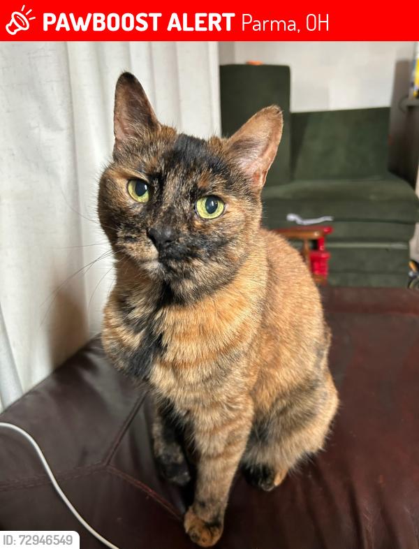 Lost Female Cat last seen Russell Ave Parma Ohio near Thoreau park elementary school, Parma, OH 44134