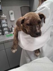 Shelter Stray Female Dog last seen Sevierville, TN 37876, Sevierville, TN 37862