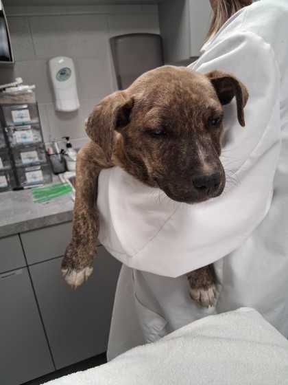 Shelter Stray Female Dog last seen Sevierville, TN 37876, Sevierville, TN 37862