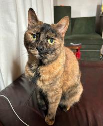 Lost Female Cat last seen Russell Ave Parma Ohio near Thoreau park elementary school, Parma, OH 44134