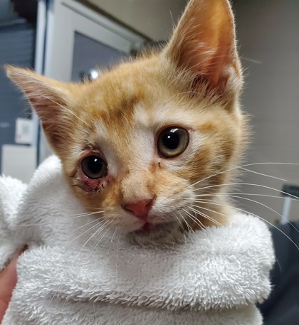 Shelter Stray Female Cat last seen Near S Main St, 29624, Anderson County, SC, Anderson, SC 29622