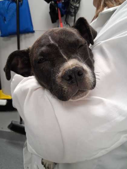 Shelter Stray Male Dog last seen Sevierville, TN 37876, Sevierville, TN 37862