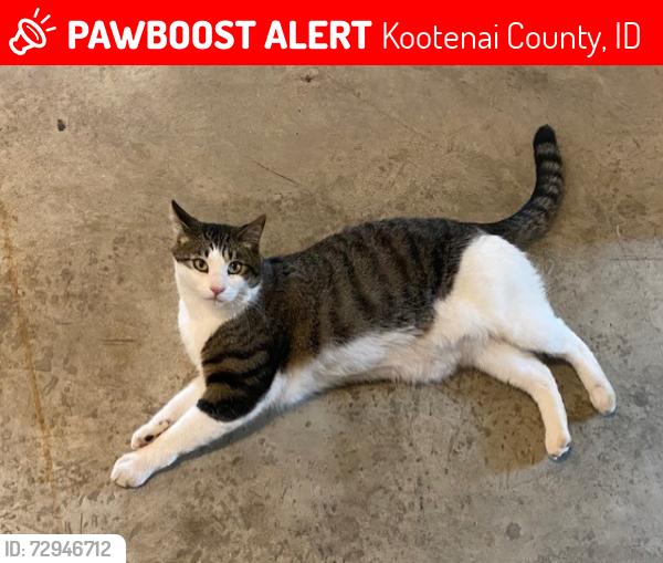 Lost Male Cat last seen Clagstone and E. Payette St., Kootenai County, ID 83801