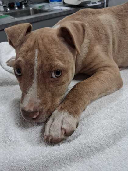 Shelter Stray Male Dog last seen Sevierville, TN 37876, Sevierville, TN 37862