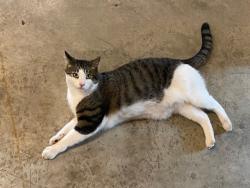 Lost Male Cat last seen Clagstone and E. Payette St., Kootenai County, ID 83801
