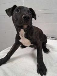 Shelter Stray Male Dog last seen Sevierville, TN 37876, Sevierville, TN 37862