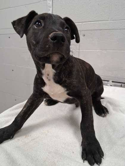 Shelter Stray Male Dog last seen Sevierville, TN 37876, Sevierville, TN 37862