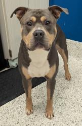 Shelter Stray Male Dog last seen Atlanta, GA 30318, Atlanta, GA 30336