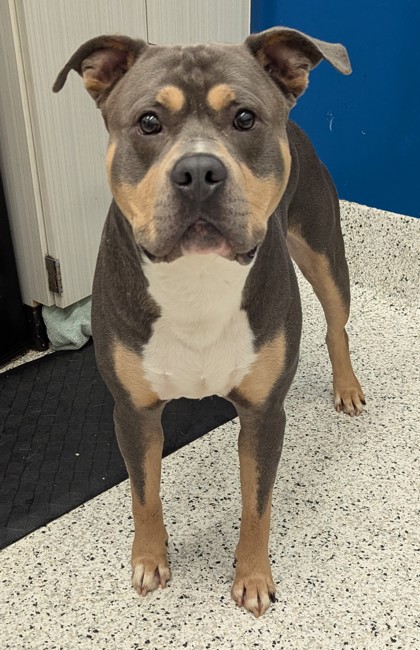 Shelter Stray Male Dog last seen Atlanta, GA 30318, Atlanta, GA 30336