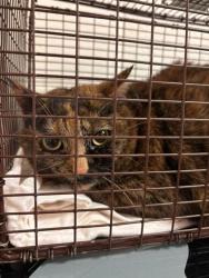 Shelter Stray Female Cat last seen Knoxville, TN 37918, Knoxville, TN 37919