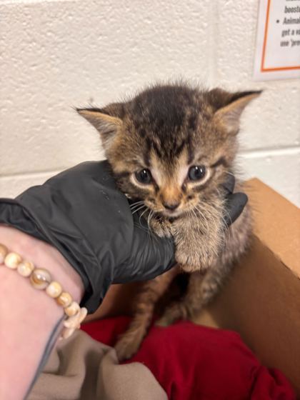 Shelter Stray Male Cat last seen Near ridgegale ln, Knox County GP, TN, Knoxville, TN 37919