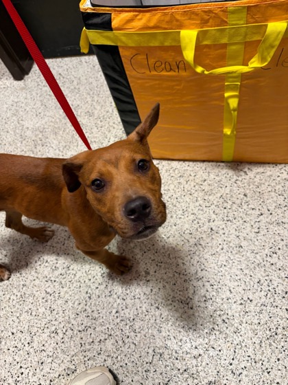 Shelter Stray Male Dog last seen Atlanta, GA 30342, Atlanta, GA 30336