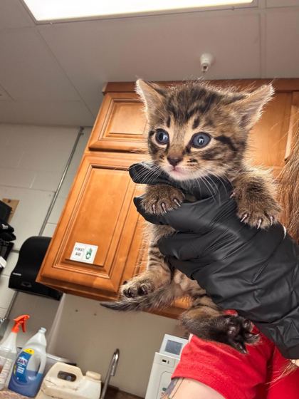Shelter Stray Male Cat last seen Near ridgegale ln, Knox County GP, TN, Knoxville, TN 37919
