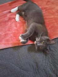 Found/Stray Unknown Cat last seen Westridge fairways, McKinney, TX 75072