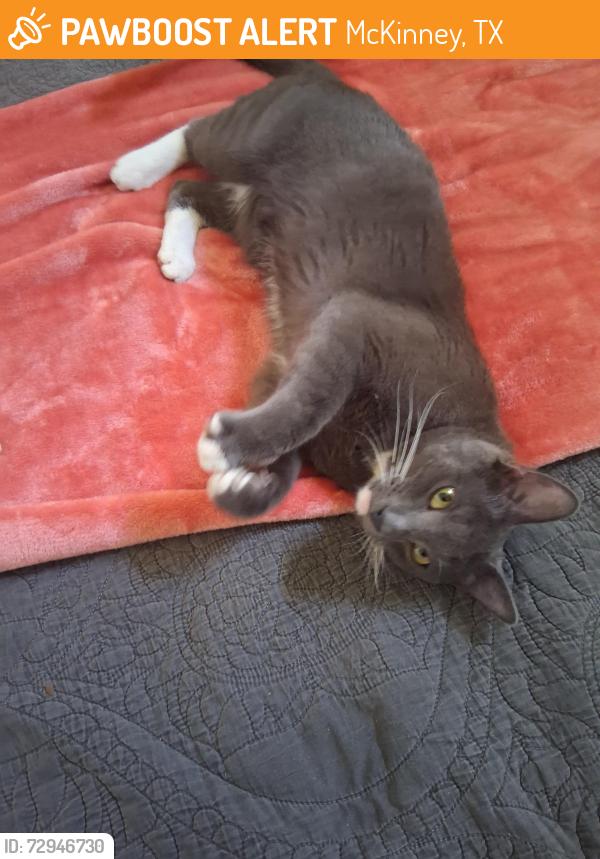 Found/Stray Unknown Cat last seen Westridge fairways, McKinney, TX 75072