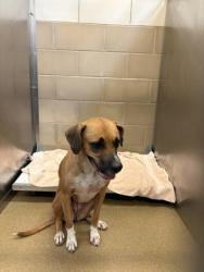 Shelter Stray Female Dog last seen Duncanville, TX 75116, Cedar Hill, TX 75104