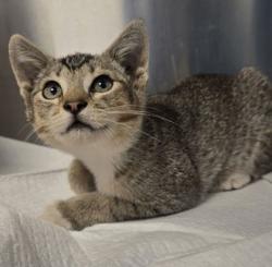 Shelter Stray Female Cat last seen N McCall Ave & E Belmont Ave, Sanger Zone Fresno CO 4 93657, CA, Fresno, CA 93706