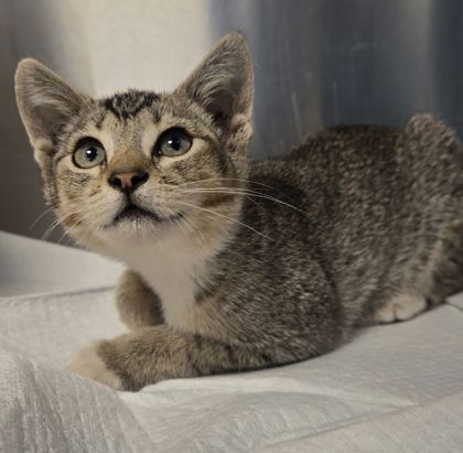 Shelter Stray Female Cat last seen N McCall Ave & E Belmont Ave, Sanger Zone Fresno CO 4 93657, CA, Fresno, CA 93706