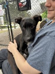 Shelter Stray Female Dog last seen , 30058, GA, 3280 Chamblee Dunwoody Rd, Chamblee, GA 30341, USA