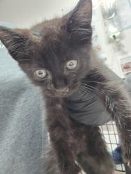Shelter Stray Male Cat last seen Rancho Cordova, CA 95742, Sacramento, CA 95828