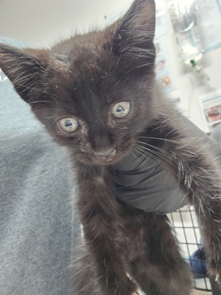 Shelter Stray Male Cat last seen Rancho Cordova, CA 95742, Sacramento, CA 95828