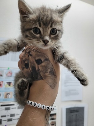 Shelter Stray Female Cat last seen Sacramento, CA 95820, Sacramento, CA 95828
