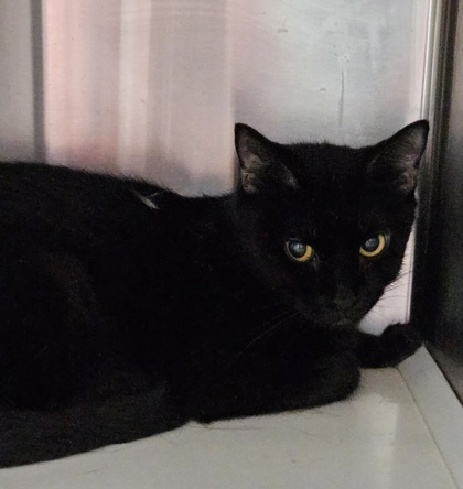 Shelter Removed Female Cat last seen Near E North Ave Balt., MD 21213, 21213, MD, Baltimore, MD 21230