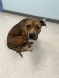 Shelter Stray Male Dog last seen Gulfport, MS , Gulfport, MS 39501