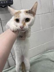 Shelter Stray Female Cat last seen Near Harlem Ave Balt., MD 21216, 21216, MD, Baltimore, MD 21230