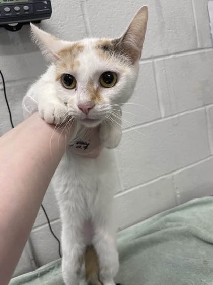 Shelter Stray Female Cat last seen Near Harlem Ave Balt., MD 21216, 21216, MD, Baltimore, MD 21230