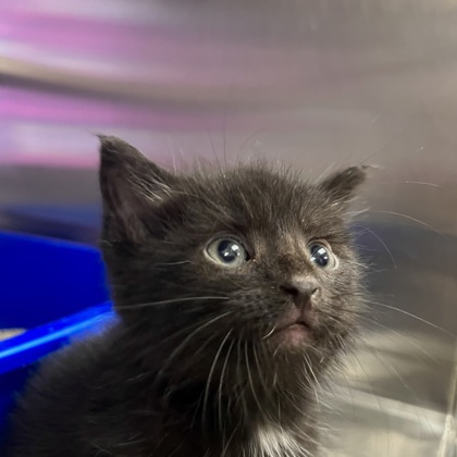 Shelter Stray Male Cat last seen Cambridge, WI 53523, Madison, WI 53718