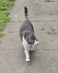 Reunited Male Cat last seen 15th & Campbell Street , Oakland, CA 94607