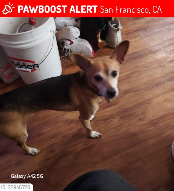 Lost Male Dog last seen Folsom and harrison streets, San Francisco, CA 94152