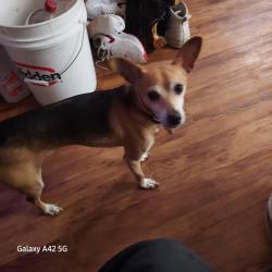Lost Male Dog last seen Folsom and harrison streets, San Francisco, CA 94152