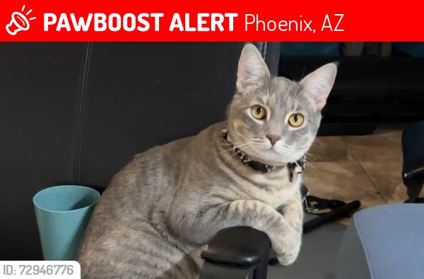 Lost Female Cat last seen E Warner Elliot lp, Phoenix, AZ 85044
