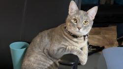 Lost Female Cat last seen E Warner Elliot lp, Phoenix, AZ 85044