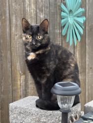 Reunited Female Cat last seen KENNEDALE HIGH SCHOOL PREFORMING ARTS CENTER, Arlington, TX 76017