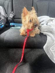 Found/Stray Male Dog last seen Southpark Commons , Charlotte, NC 28210