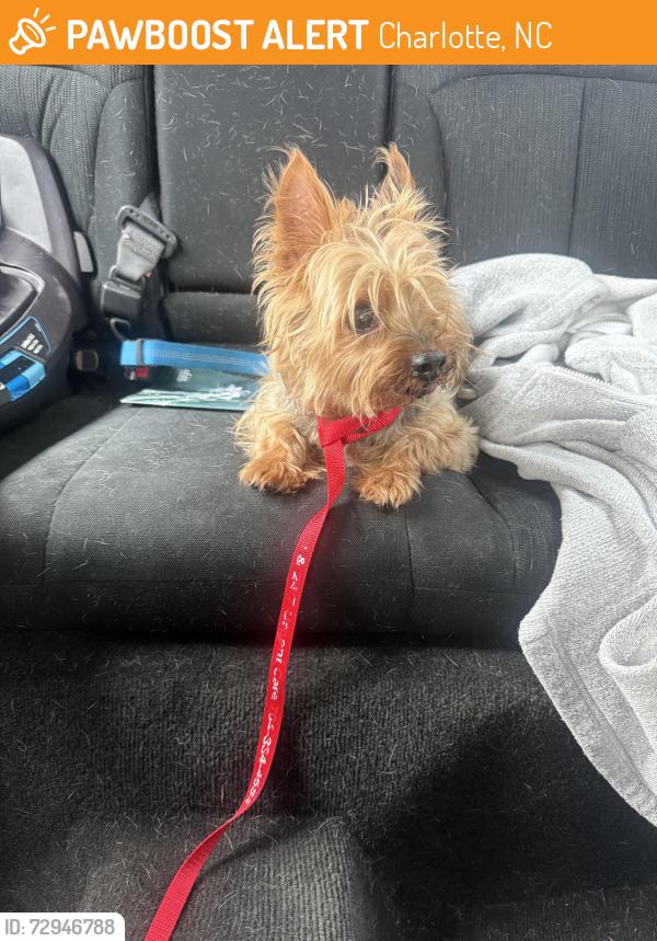 Found/Stray Male Dog last seen Southpark Commons, Charlotte, NC 28210