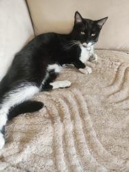 Lost Female Cat last seen Oakwood and Sierra Bonita , Los Angeles, CA 90036