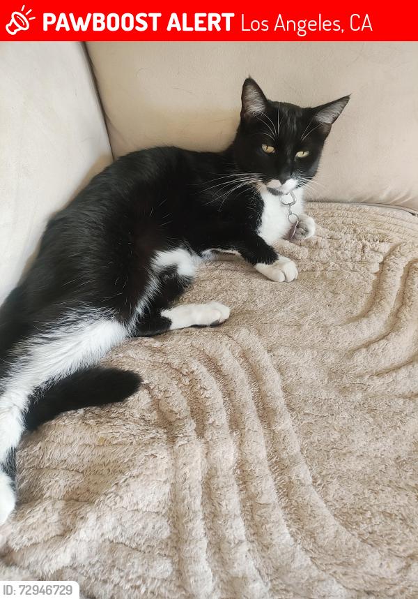 Lost Female Cat last seen Oakwood and Sierra Bonita , Los Angeles, CA 90036